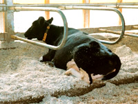 家畜用敷料の利用例